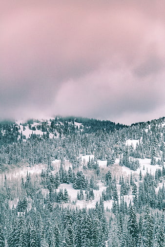 Snowy Pine Forest Mountain Landscape with Pink Cloudy Sky