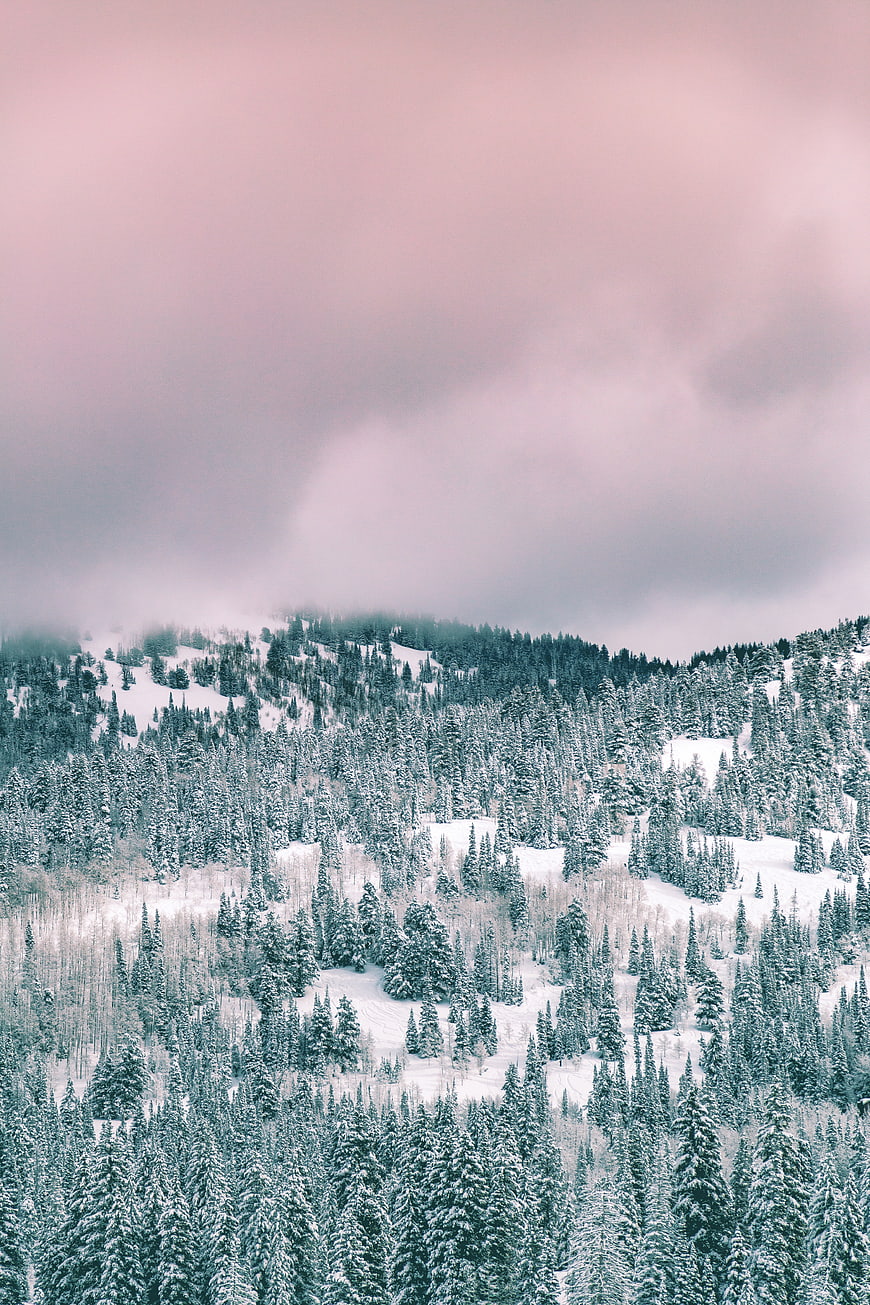 Snowy Pine Forest Mountain Landscape with Pink Cloudy Sky