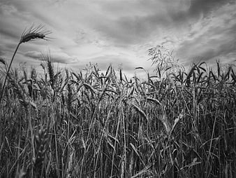 Black and White Wheat Field Under Dramatic Cloudy Sky
