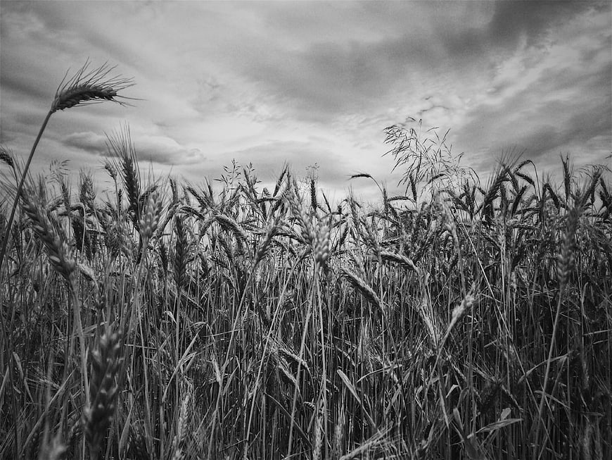 Black and White Wheat Field Under Dramatic Cloudy Sky