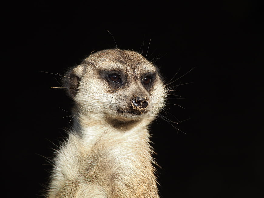 Close-up portrait of a meerkat against a black background