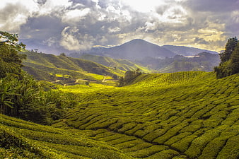 Lush Green Tea Plantation Hills Under Dramatic Cloudy Sky
