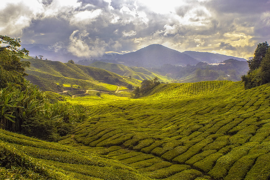 Lush Green Tea Plantation Hills Under Dramatic Cloudy Sky