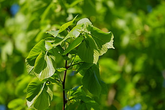 Sunlit green linden tree leaves on a branch
