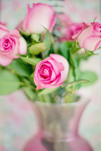 Soft Focus Pink Roses in a Glass Vase