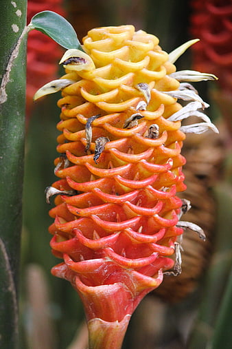 Close-up of vibrant yellow and red exotic ginger flower