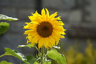 Vibrant yellow sunflower bloom with green leaves against blurred background