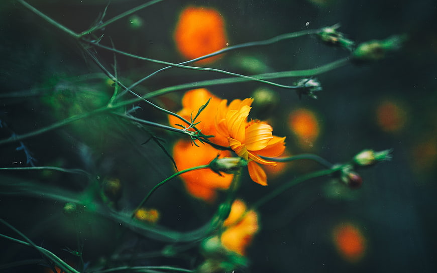 Vibrant Orange Cosmos Flower Close Up With Dark Green Background