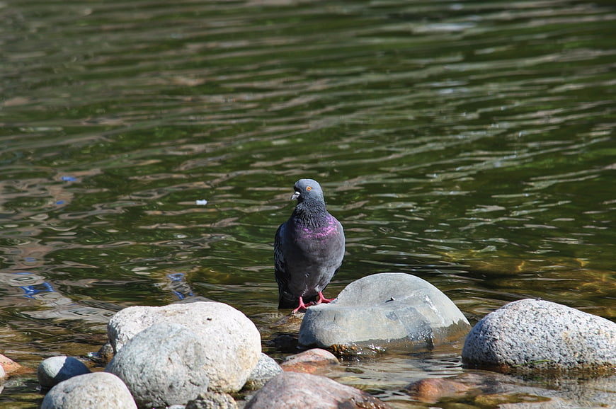 Pigeon Standing on Rocks by Green Water