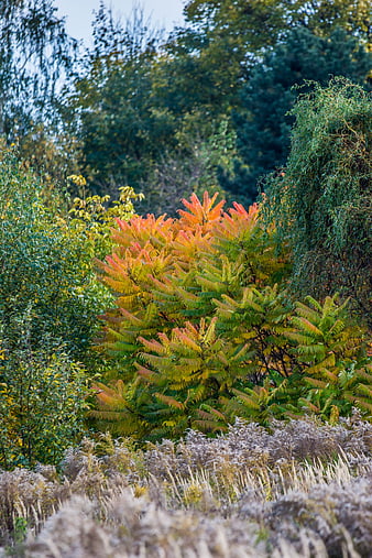 Vibrant Sumac Bush with Orange and Red Leaves in Autumn Meadow