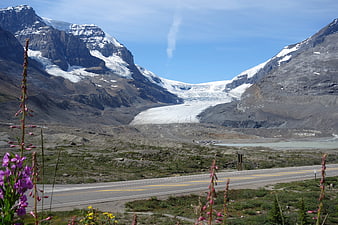 Wildflowers framing glacier and mountains along highway