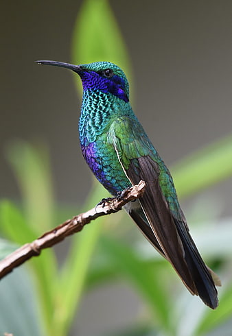 Vibrant Green and Purple Hummingbird Perched on Branch