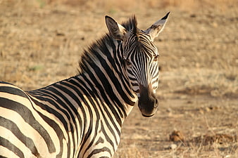 Close-up of a Zebra in the African Savanna