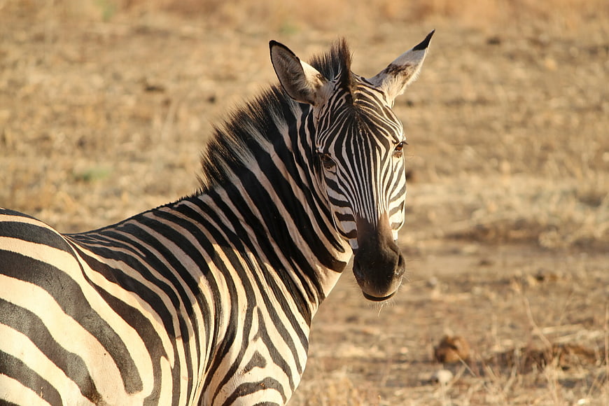 Close-up of a Zebra in the African Savanna