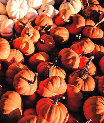 Vibrant Orange and White Pumpkins Piled in Sunlight