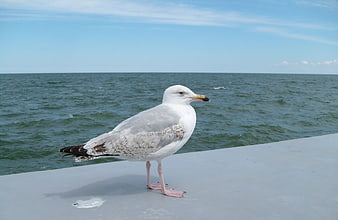 Seagull Standing on Pier with Ocean Background