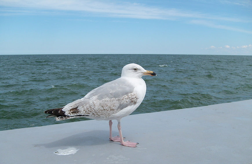 Seagull Standing on Pier with Ocean Background