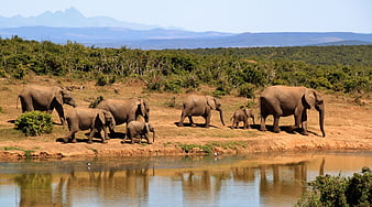 Herd of African Elephants Walking by River in Savanna