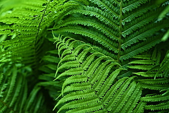 Vibrant Green Fern Fronds Close Up Nature Background