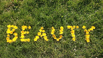 Yellow flowers spelling word in green grass meadow