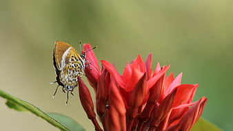 Butterfly on Red Flower Close Up Nature Macro