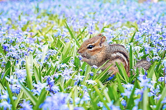Cute chipmunk eating in a field of blue spring flowers