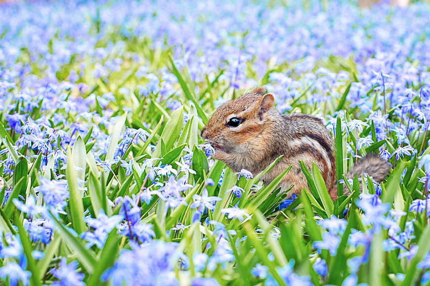 Cute chipmunk eating in a field of blue spring flowers
