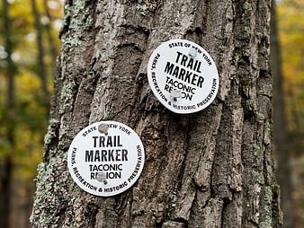 White Taconic Region Trail Markers on Tree Bark