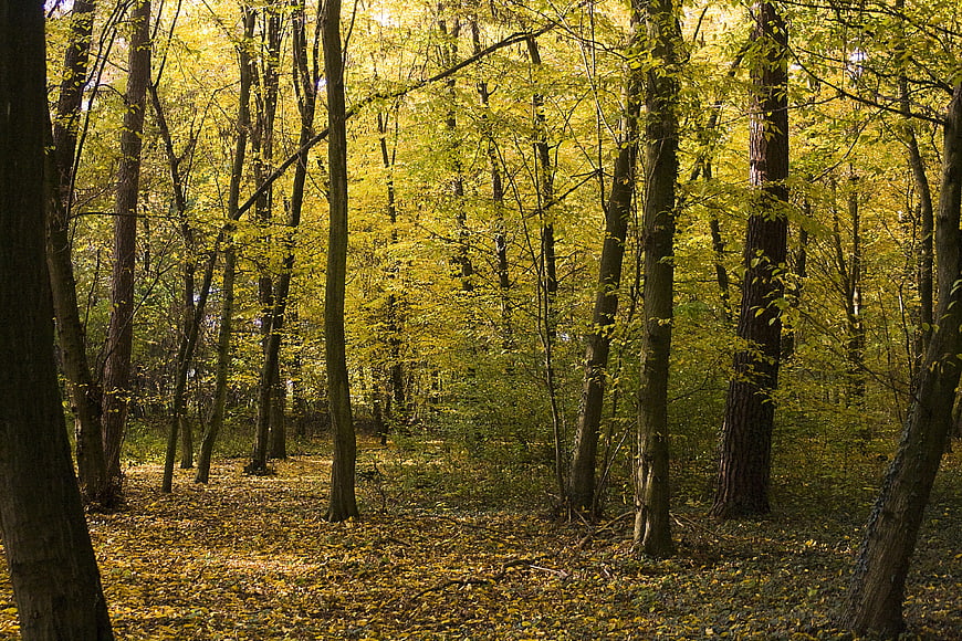 Sunlit deciduous forest with golden autumn leaves