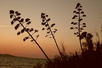 Silhouetted Agave Plants Against Orange Sunset Sky