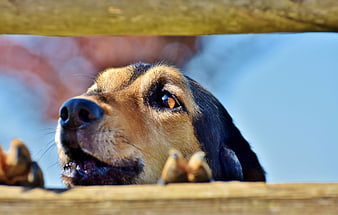 Close-up of a dog looking up through a wooden fence