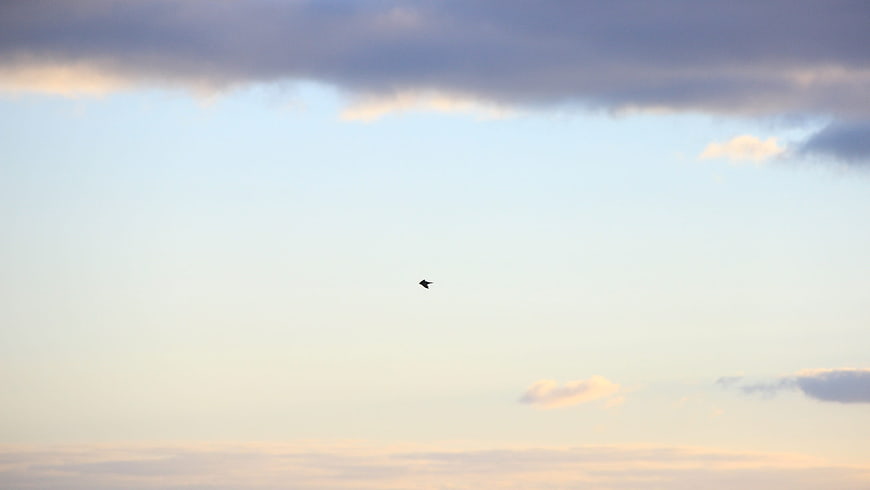 Lone bird flying in vast pastel sky with clouds