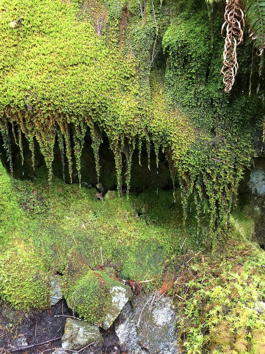 Lush Green Moss Covering Rocks in a Rainy Forest