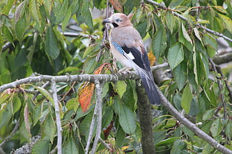 Eurasian Jay perched on a tree branch in nature