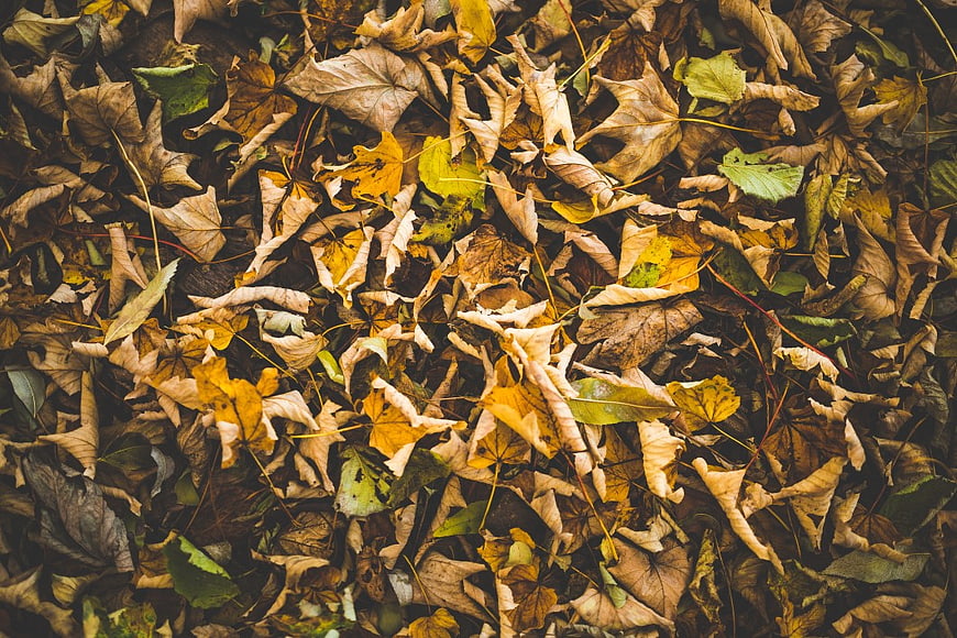 Top View of Dried Autumn Leaves on Forest Floor