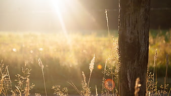 Golden sunlight illuminating dry grass and wooden post in field