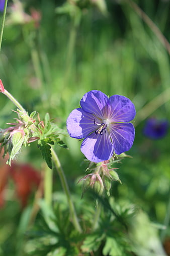 Close-up of a vibrant purple wildflower in a green meadow