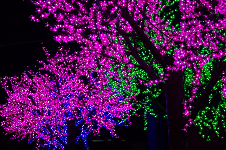 Colorful LED Light Trees at Night
