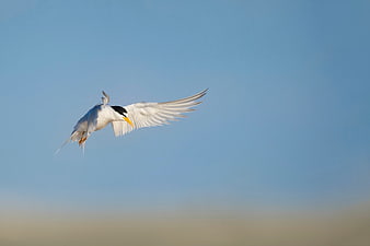 White Tern Bird Flying Against Blue Sky