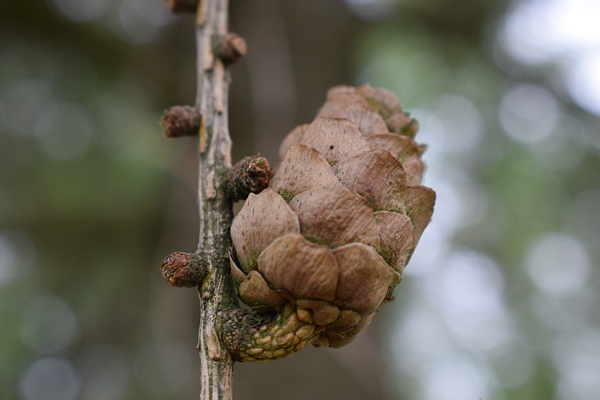 Close-up of a textured brown pine cone on a tree branch