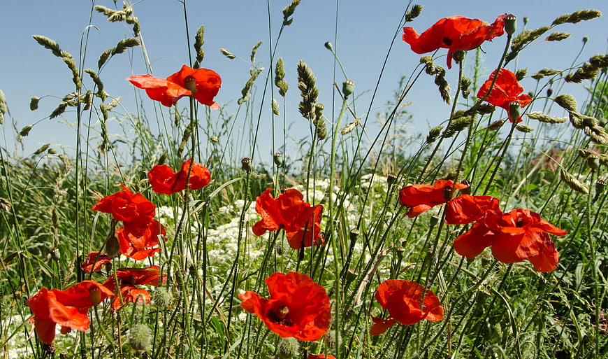 Vibrant red poppies blooming in a sunny meadow