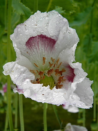 White poppy flower with water droplets and purple center