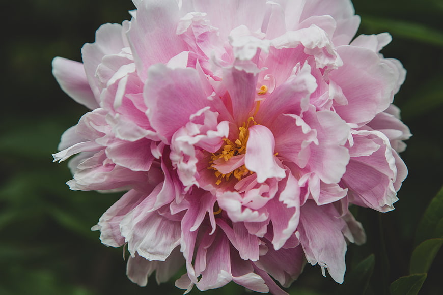 Close-up of a vibrant pink peony flower with yellow center
