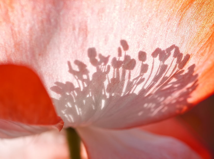 Macro Close-Up of Red Poppy Petal with Stamen Shadow