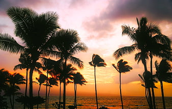 Tropical Palm Tree Silhouettes Against Vibrant Orange Sunset Sky