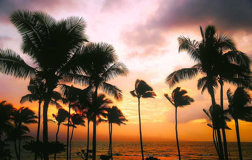 Tropical Palm Tree Silhouettes Against Vibrant Orange Sunset Sky