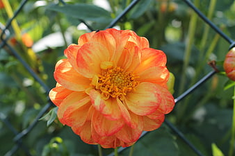 Close-up of vibrant orange and yellow dahlia flower in garden