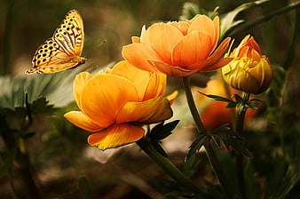 Silver-washed Fritillary Butterfly on Orange Buttercup Flowers