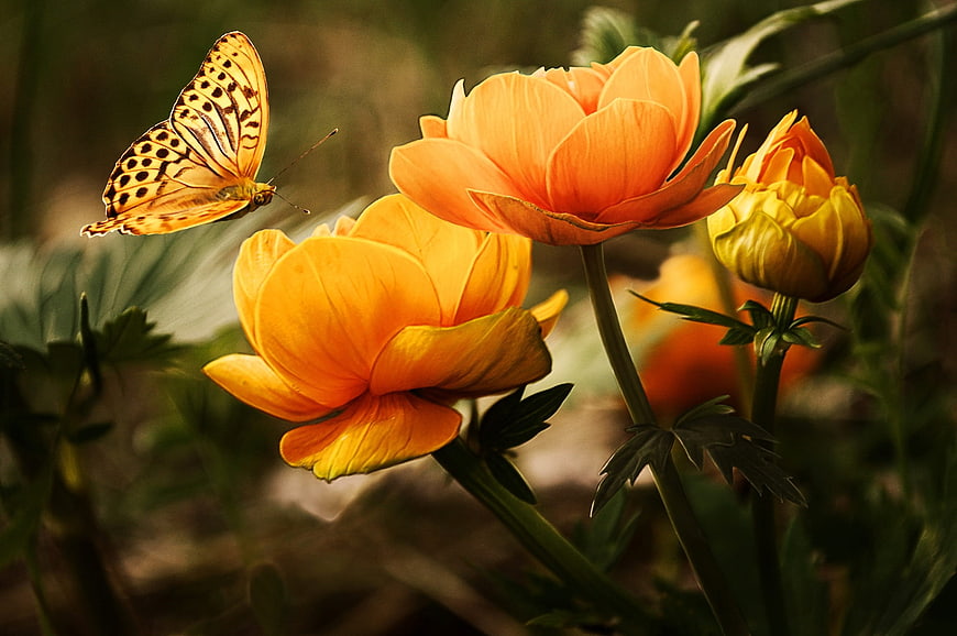 Silver-washed Fritillary Butterfly on Orange Buttercup Flowers