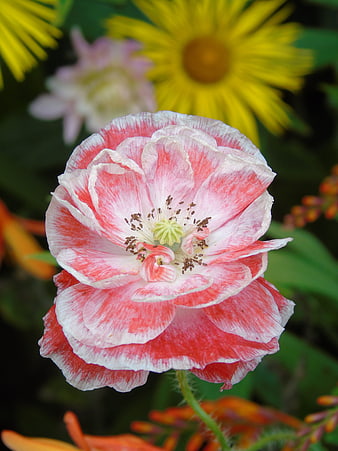 Close-up of Pink and White Striped Poppy Flower